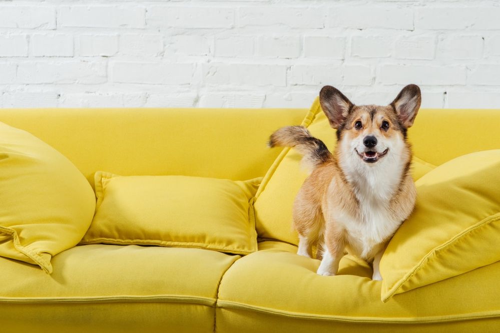 corgi