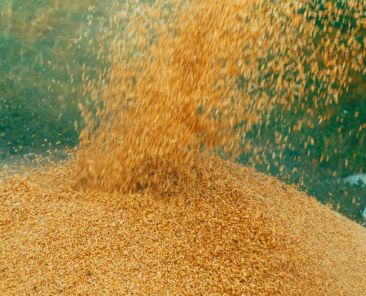 Beautiful background of barley grain in a pile in the process of harvesting
