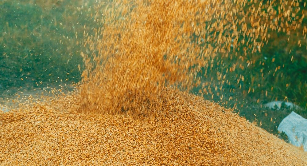 Beautiful background of barley grain in a pile in the process of harvesting
