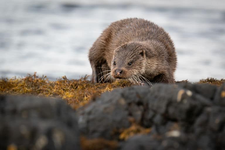 Ein Otter läuft am Ufer eines Flusses als Titelbild zur Folge 4 – Treffen sich ein Otter und eine Schwalbe in einer Bar…