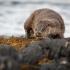 Female European Otter (Lutra lutra) walking along the loch shore