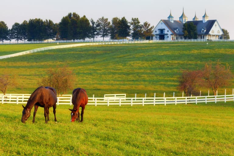 Pferde, die auf der Weide einer Pferdefarm in Kentucky grasen als Titelbild zur Folge 12 – Büffel, Bäche … und zwei Buddel voll Bourbon