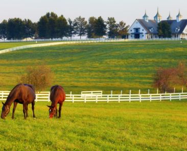 Horses grazing in the pasture at a horse farm in Kentucky