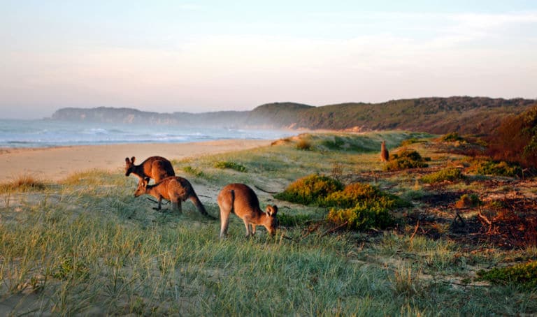 Ein Blick auf Kängurus, die am Strand grasen als Titelbild zur Folge 13 - Down Under, Mate!