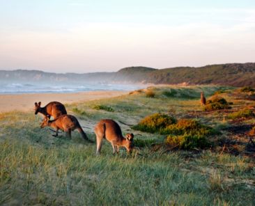 A view of kangaroos grazing on the beach