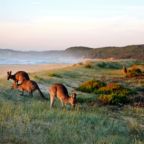 A view of kangaroos grazing on the beach