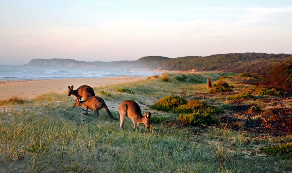 Ein Blick auf Kängurus, die am Strand grasen als Titelbild zur Folge 13 - Down Under, Mate!