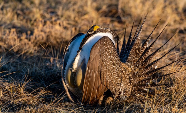Ein aufgeplustertes Beifußhuhn in einer trockenen Graslandschaft. Das Titelbild zur Folge 21 – High Noon mit dem Beifußhuhn