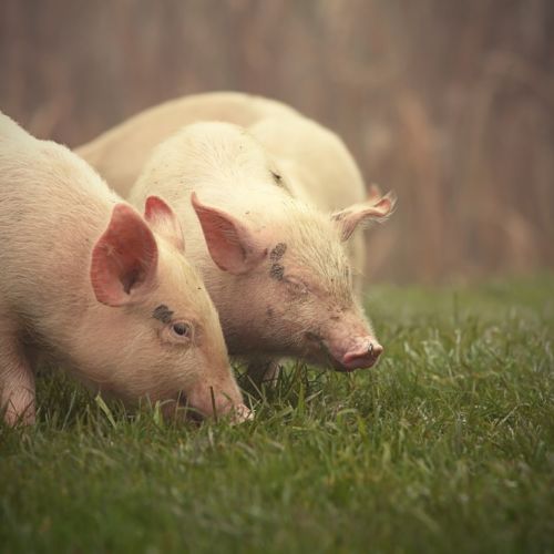 Ich glaub mein Schwein pfeift! Sind wir doch nicht etwa schon wieder mit Schotten und Iren unterwegs! Heute aber zur Abwechslung mal auf unserer kleinen Farm - naja fast. Hört rein in unsere neuste Folge 23 - Sauerei! Wenn der Schotte dem Iren an die Schwarte packt.