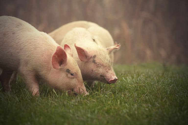 Kleine rosa Schweinchen auf einer Wiese in der Nähe des Bauernhofs an einem nebligen Tag. Das Titelbild zur Folge 23 – Sauerei! Wenn der Schotte dem Iren an die Schwarte packt.