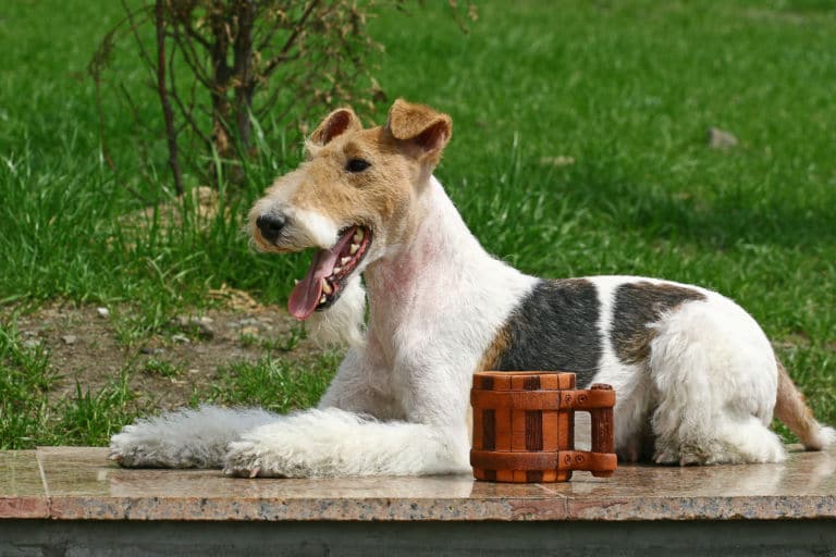 Foxterrier liegt im Grünen neben einem Holzkrug als Titelbild zur Folge 31 – Auf den Hund gekommen
