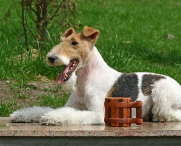 The Wire Fox Terrier is a breed of dog, one of many terrier breeds. It is an instantly recognizable fox terrier breed. Although it bears a resemblance to the Smooth Fox Terrier, they are believed to have been developed separately.