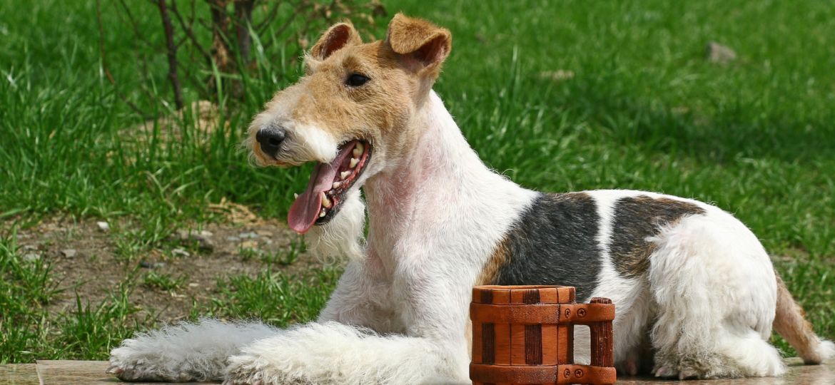 Wire Fox Terrier and a cup