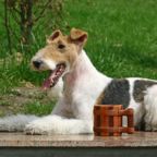 The Wire Fox Terrier is a breed of dog, one of many terrier breeds. It is an instantly recognizable fox terrier breed. Although it bears a resemblance to the Smooth Fox Terrier, they are believed to have been developed separately.