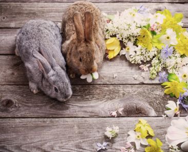 bunny with spring flowers on old wooden background