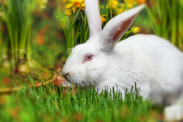 Ein kleiner weißer Hase sitzt im Grünen zwischen Blumen. Das Titelbild zur Folge 32 – Die tragische Geschichte des Osterhasen