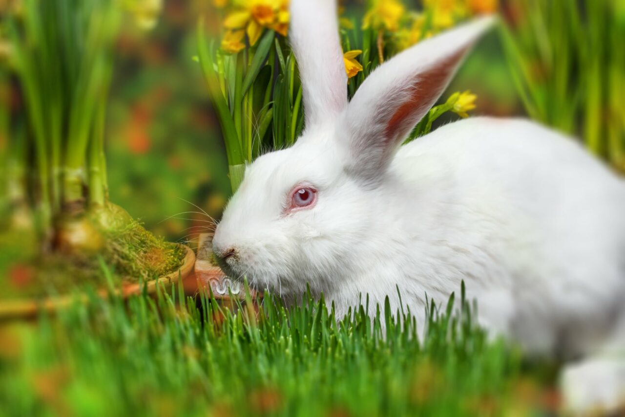 Ein kleiner weißer Hase sitzt im Grünen zwischen Blumen. Das Titelbild zur Folge 32 – Die tragische Geschichte des Osterhasen