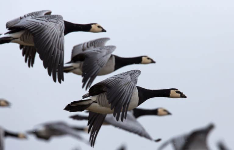 Ein Bild von fliegenden wilden Gänsen als Titelbild zur Folge 34 – Wild Geese und anderes Federvieh