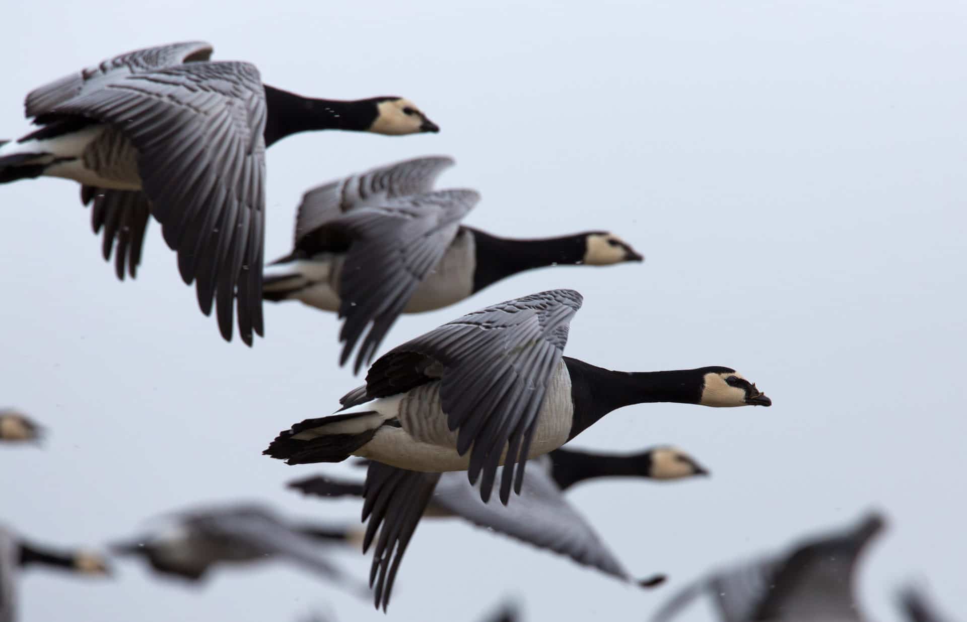 Ein Bild von fliegenden wilden Gänsen als Titelbild zur Folge 34 – Wild Geese und anderes Federvieh