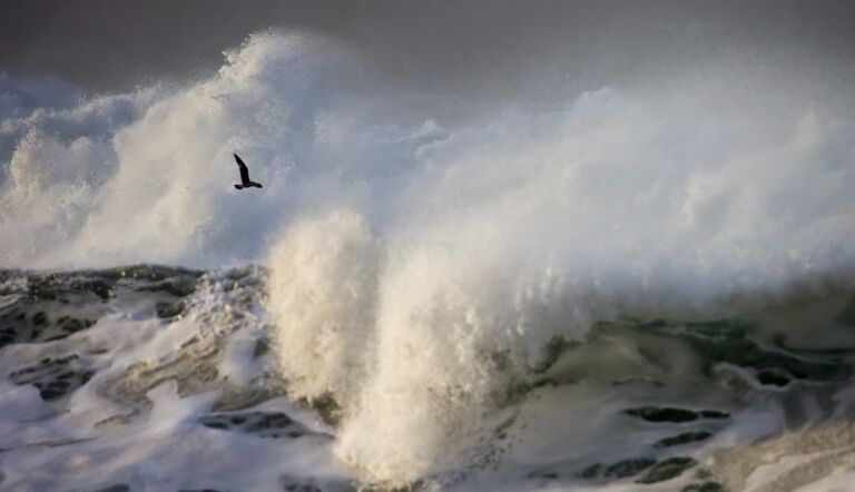 Ein Vogel der über das Meer fliegt während unter ihm Wellen brechen als Titelbild zur Folge 53 - Talisker: Whisky mit Meerwert?