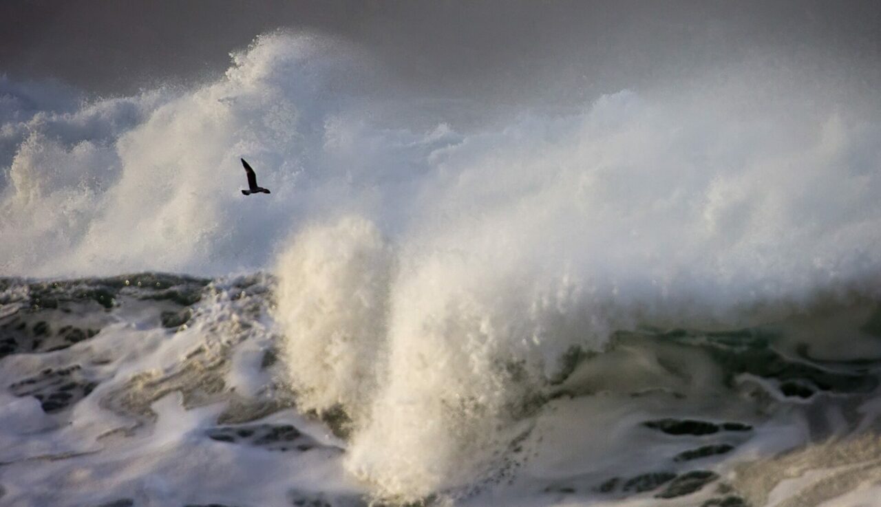 Ein Vogel der über das Meer fliegt während unter ihm Wellen brechen als Titelbild zur Folge 53 - Talisker: Whisky mit Meerwert?
