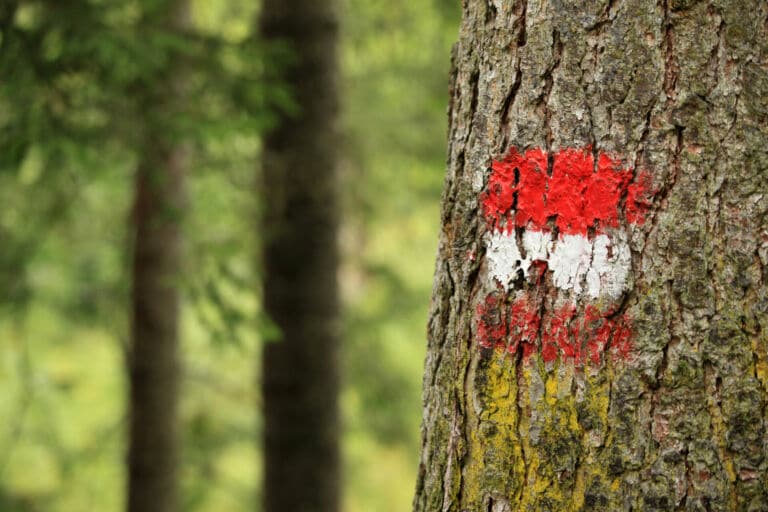 Eine Nahaufnahme auf die Rinde eines Baums im Wald der mit zwei Streifen in Rot und Weiß besprüht wurde als Titelbild zur Folge 57 - Whisky aus Österreich: Na bravo!