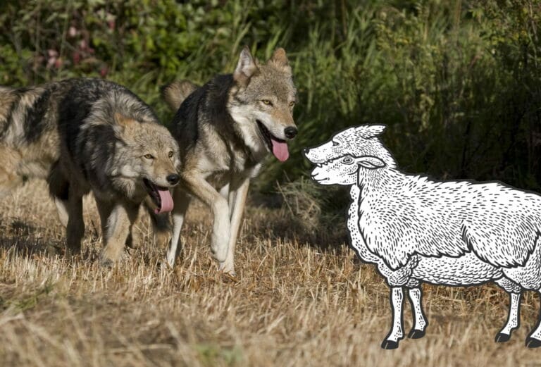 Eine Nahaufnahme von zwei Wölfen die bei Tag über eine Wiese laufen. Direkt davor wurde eine schwarz Weiß Karikatur von einem Schaf im Wolfspelz eingefügt als Titelbild für Folge 58 - Schaf im Wolfspelz