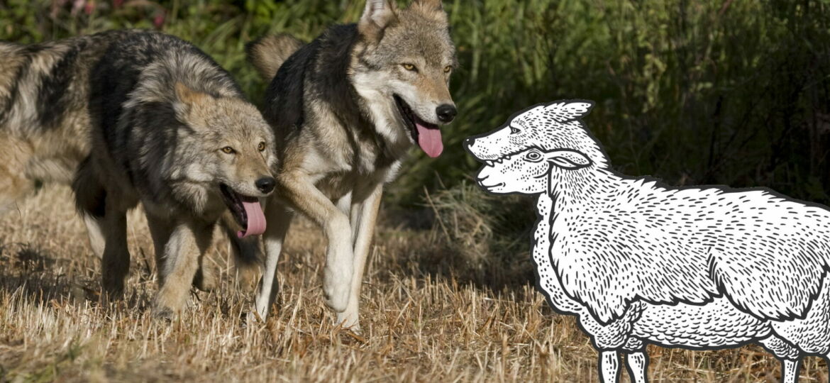 Two Gray Wolfs running together in a meadow