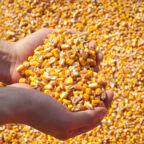 Human hands pouring grain corn after harvest