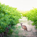 Kangaroo in Adelaide Hills vineyard