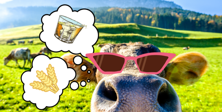 Eine Kuh auf einer Bergwiese bei Sonnenschein. Sie trägt eine aufgemalte Sonnenbrille und zwei Gedankenblasen - Whisky und Dinkel. Das Titelbild zur Folge 101 – Deutscher Dinkel Whisky: ein (Alp-)Traum?