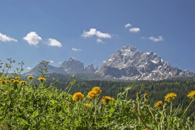 Löwenzahnwiese mit Blick auf die Sextner Dolomiten als Titelbild zur Folge 107 – Bonasera, Bonasera – Italienischer Whisky