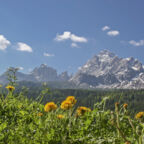 Dandelion meadow with overlooking the Sesto Dolomites